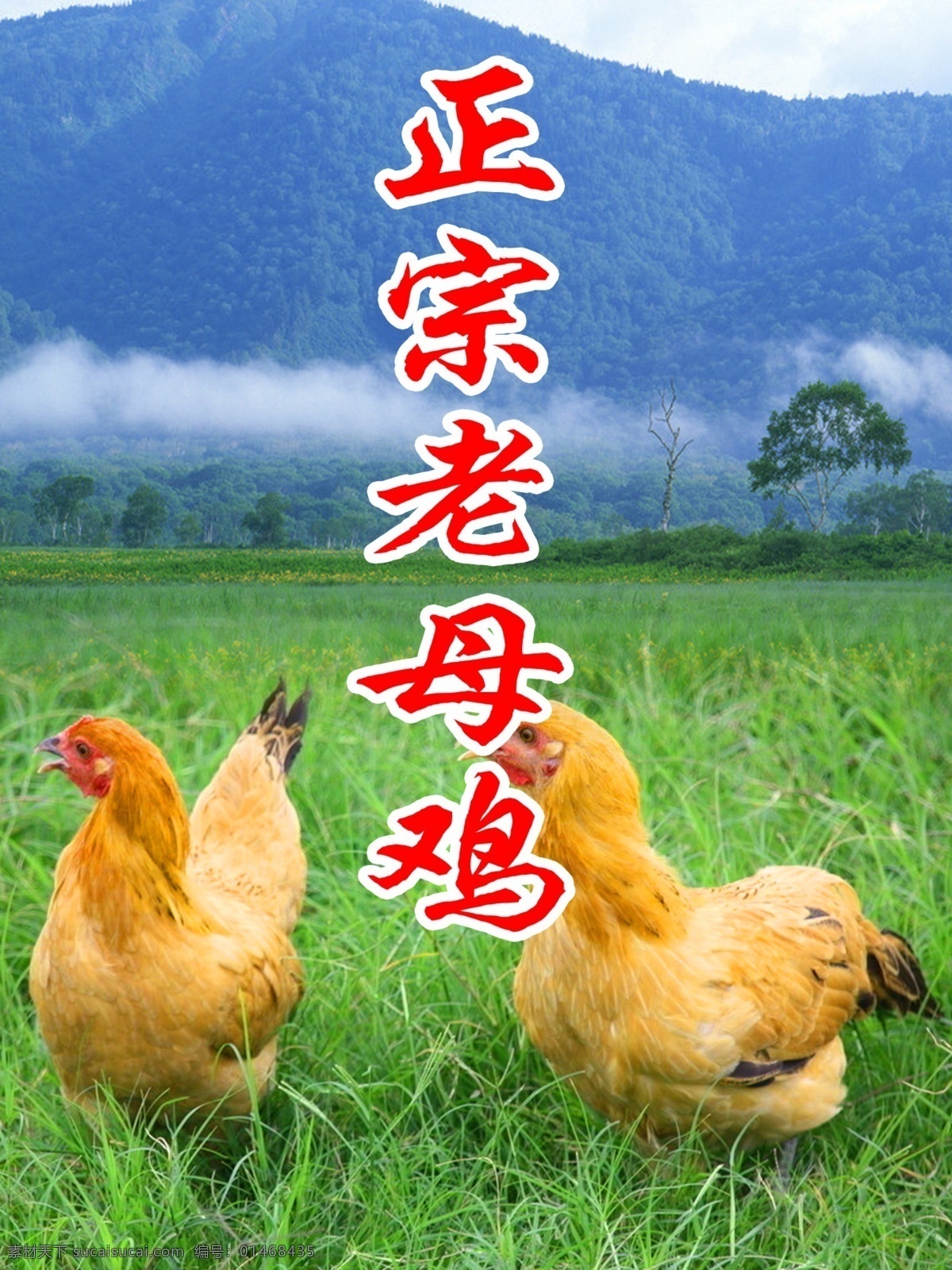 老母鸡 鸡图 农村老鸡 正宗老母鸡 蓝天 绿地 广告设计模板 源文件