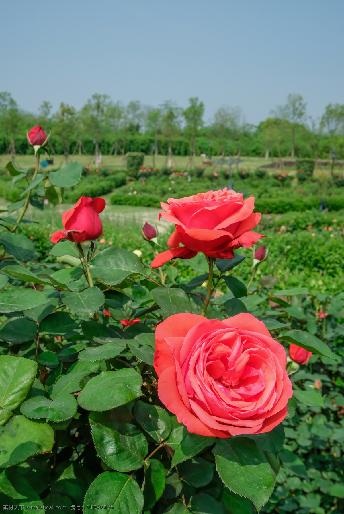 红玫瑰 玫瑰花 黄玫瑰 玫瑰树 大朵玫瑰花 玫瑰花园 景观玫瑰园 花园 生物世界 花草