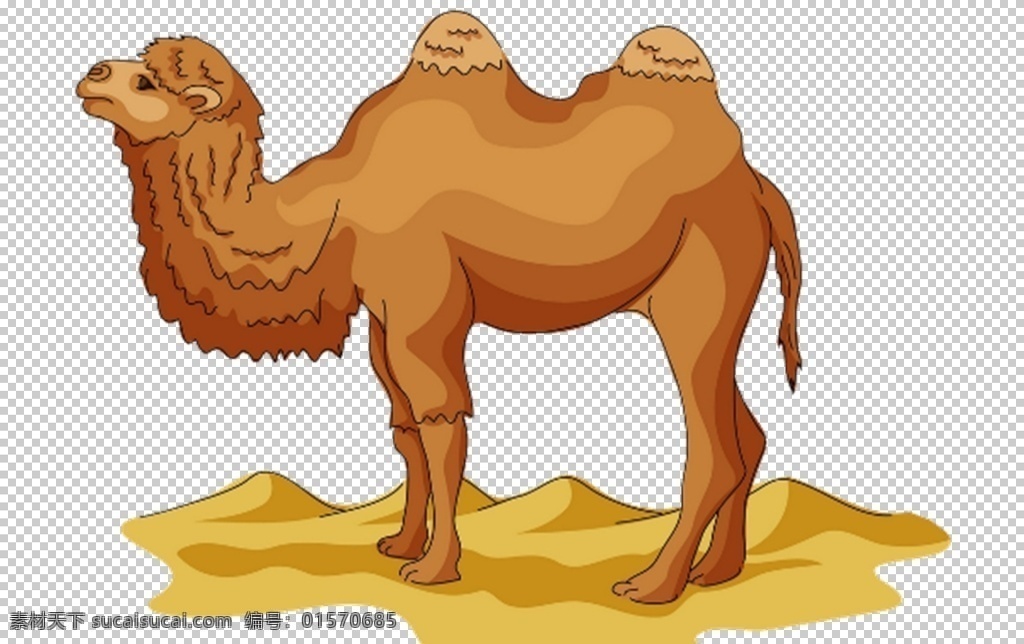 骆驼图片 骆驼 单峰驼 双峰驼 png图 透明图 免扣图 透明背景 透明底 抠图