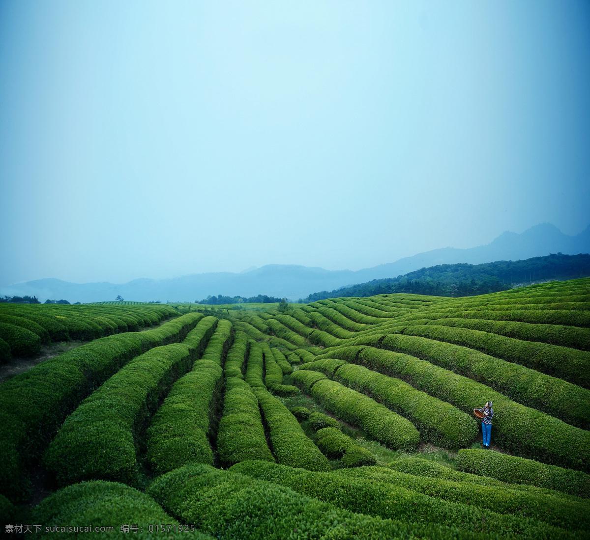 采茶女 茶园 宁海 风景 美女 love 自然景观 田园风光
