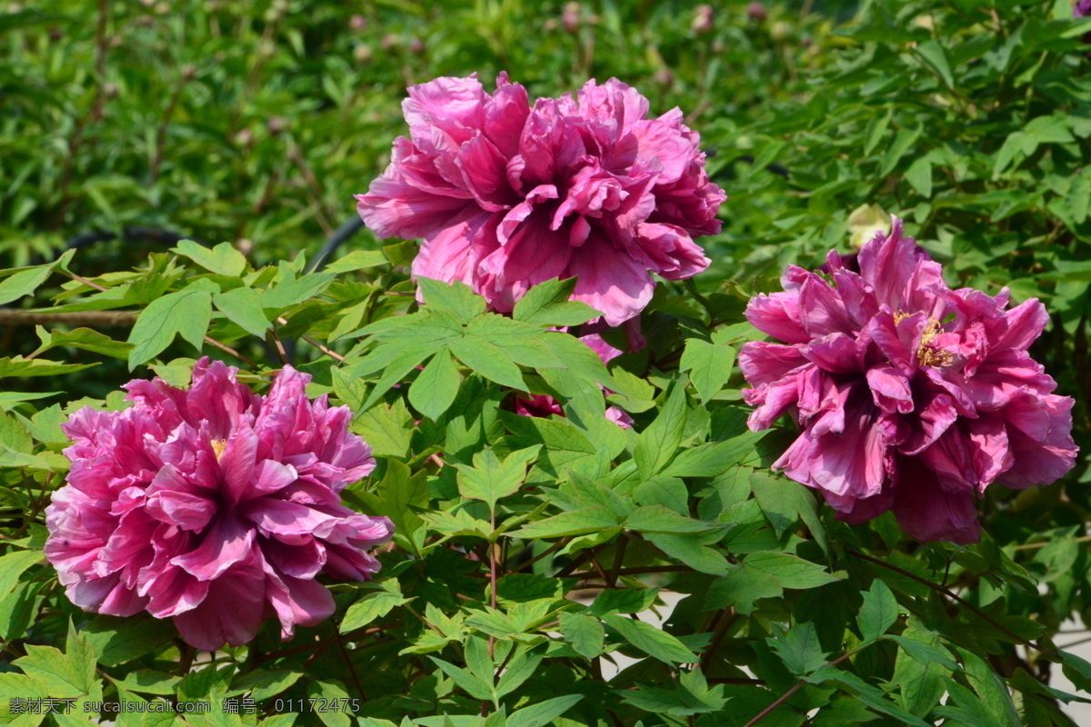 牡丹花 牡丹 观赏花卉 鼠姑 木芍药 百雨金 洛阳花 花朵 花瓣 花蕊 花卉 花儿 花草 植物 园林绿化 绿化景观 芍药牡丹 生物世界