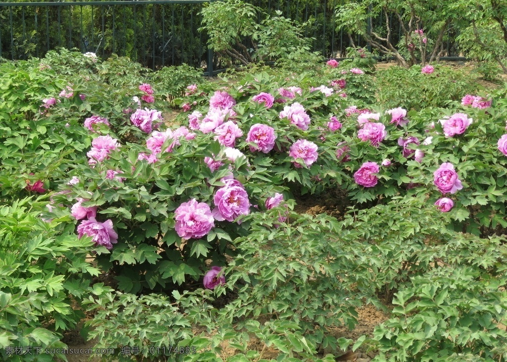 牡丹花 牡丹 牡丹图片 富贵花 美丽风景 生物世界 花草