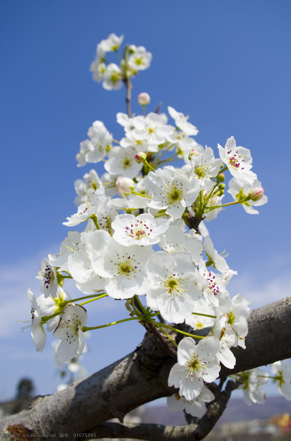 花卉图片 花朵 梨树花 白色梨花 蓝天梨花 梨花如雪 梨花素材 原创摄影 生物世界 花草