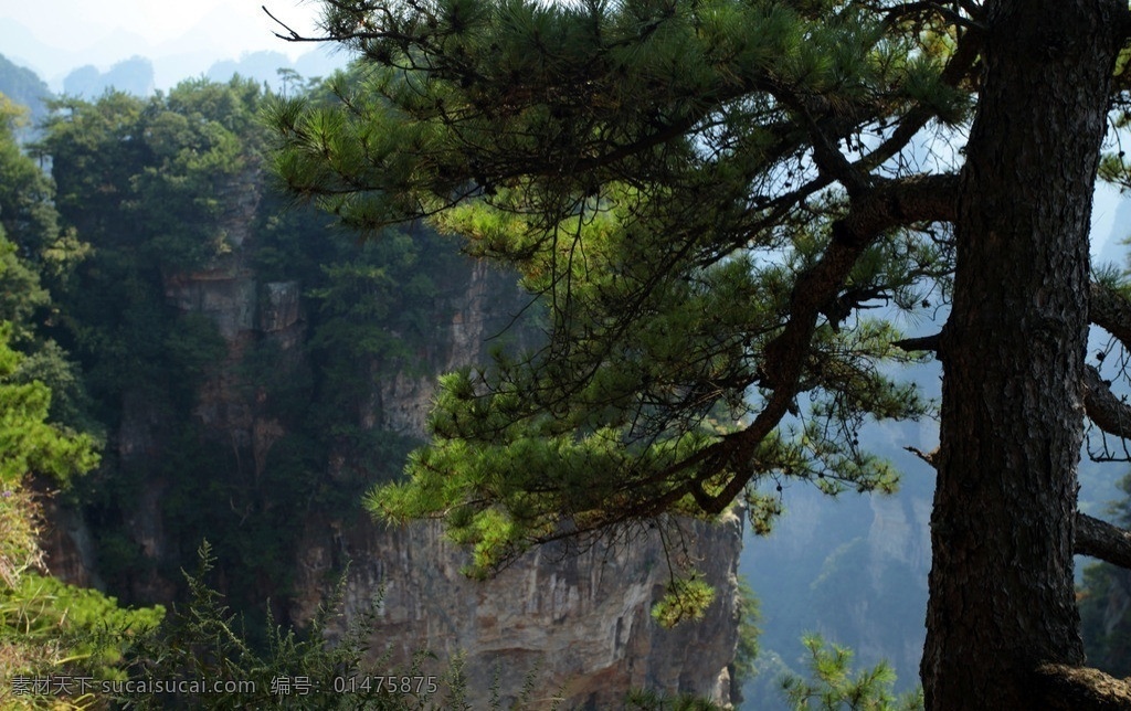 迎客松 张家界 杨家界 黄石寨 武陵源 群山 峻岭 连绵 水墨山水 石柱 仙境 奇峰 异石 国家级风景区 天子山 哈利路亚山 云雾缭绕 地质公园 世界遗产 横峰远眺 国画摄影 国内旅游 旅游摄影