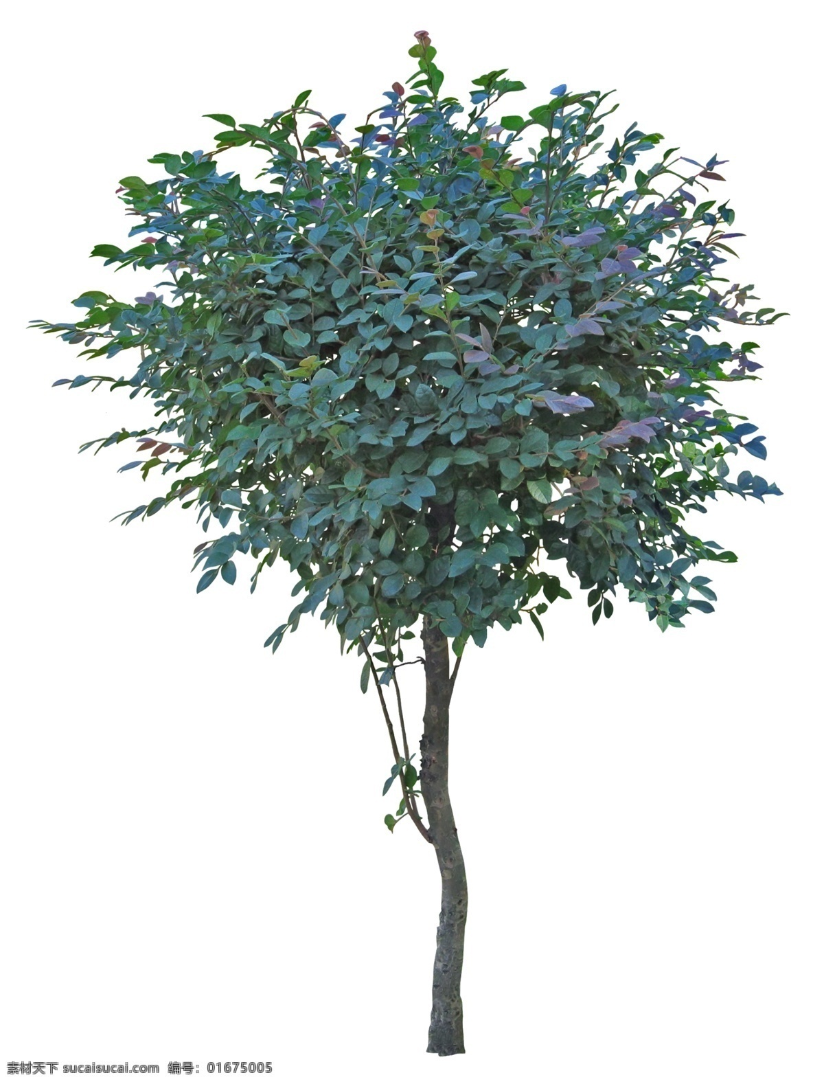 红花 檵 木 小乔木 psd素材 灌木 植物 绿化素材 植物素材 环境设计 景观设计