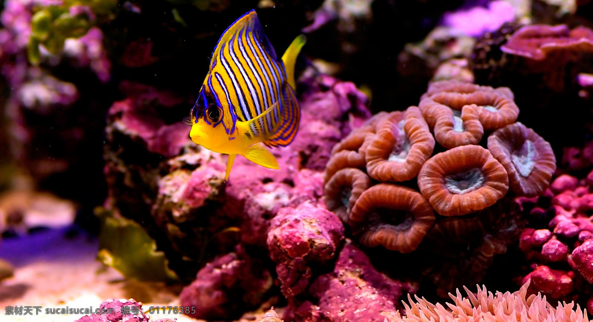珊瑚鱼 鱼 海洋 生物 黑色