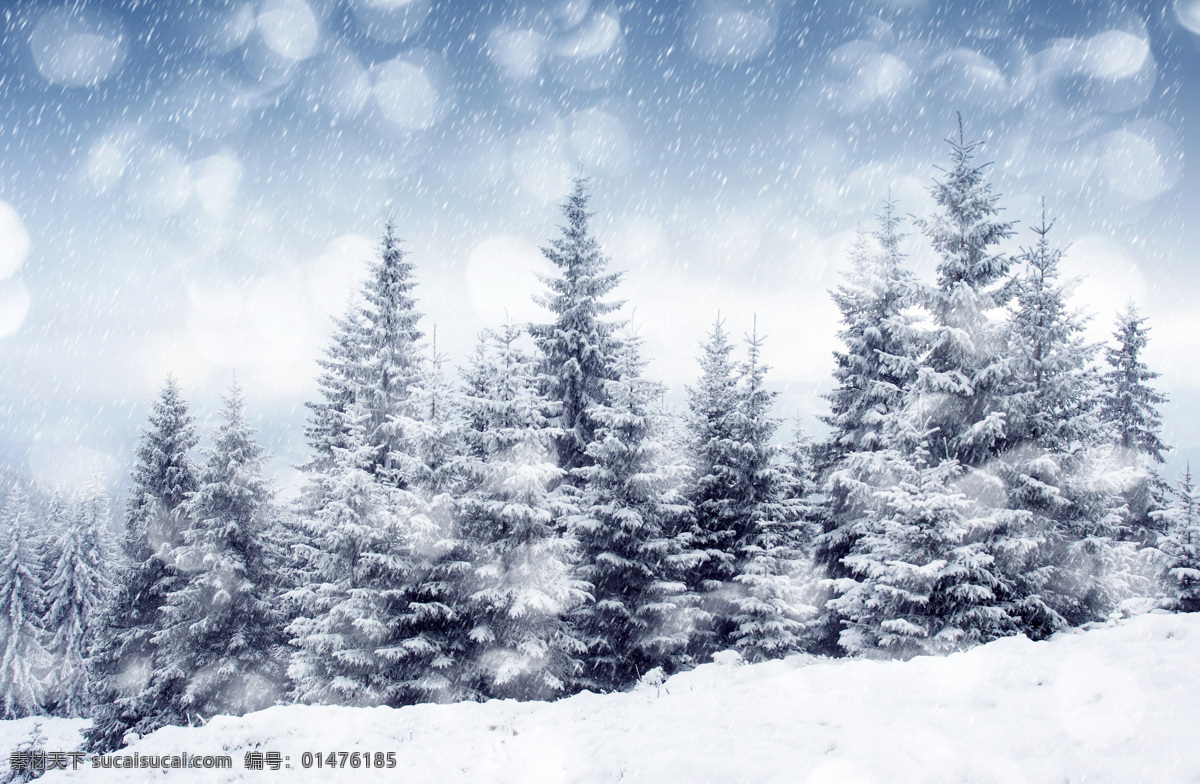 冬季 松 树林 雪景 树木 天空 雪花 飘落 白雪 积雪 冬季雪景 冬天雪景 树枝雪景 冬季风景 冬天风景 自然风景 自然景观