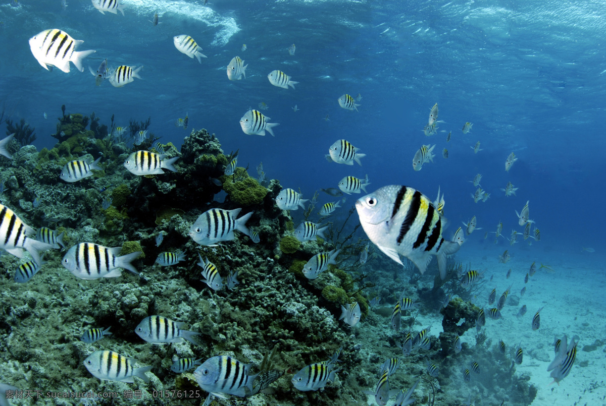 成群 游动 鱼儿 鱼 鱼类动物 海底世界 海洋生物 水中生物 生物世界