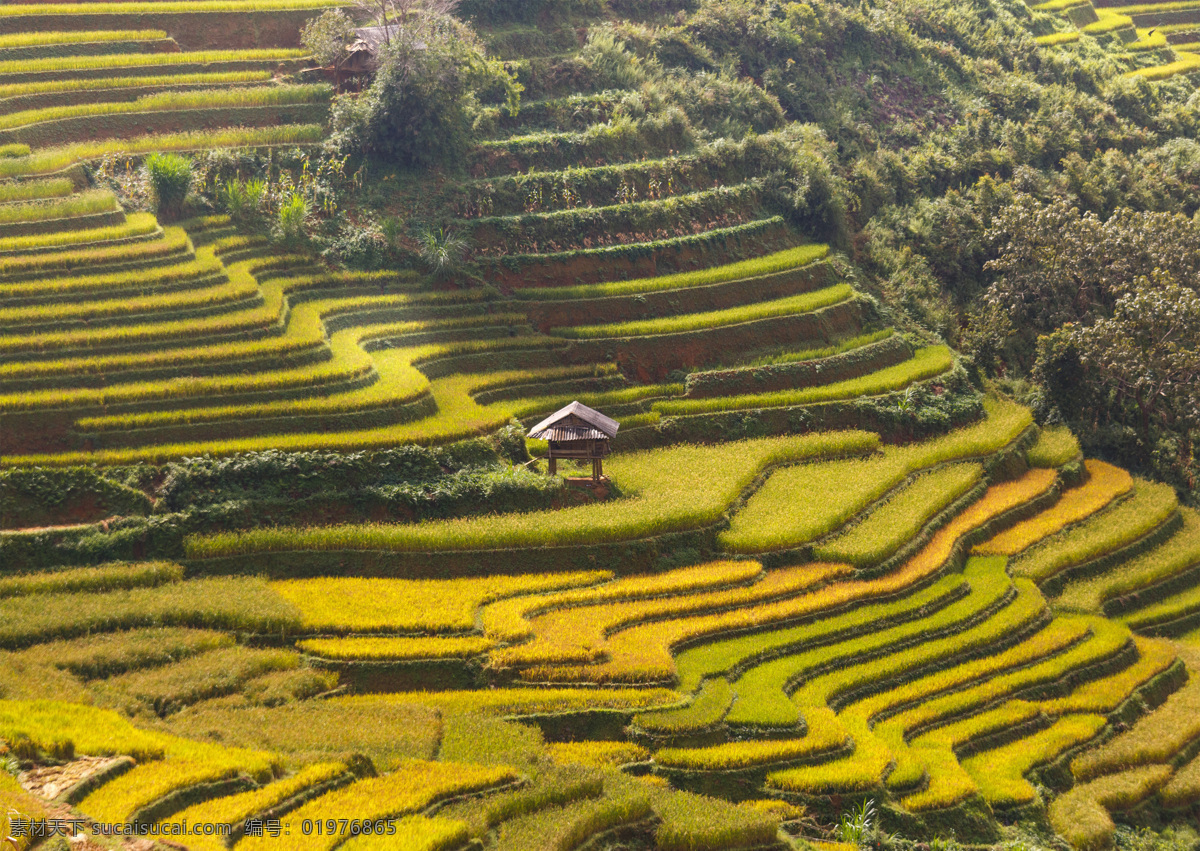 自然景观 山地 梯田 种植 田园风景 自然素材 森林素材 森林 植物 自然 山川河流 大自然风光 风景 景色 田园