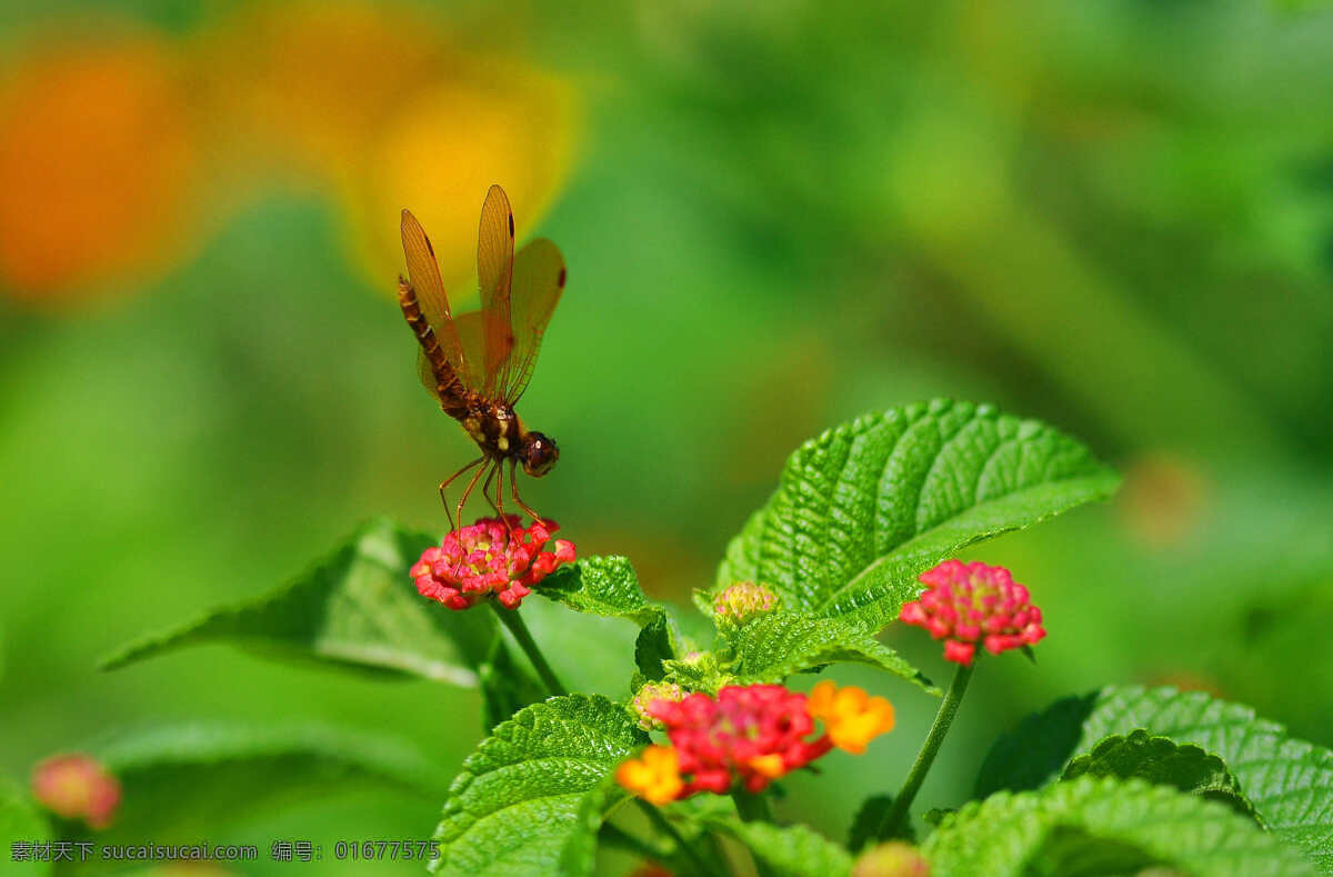 翅膀 红花 花瓣 花草 昆虫 绿色 蜻蜓 鲜花 叶片 植物 生物世界 psd源文件