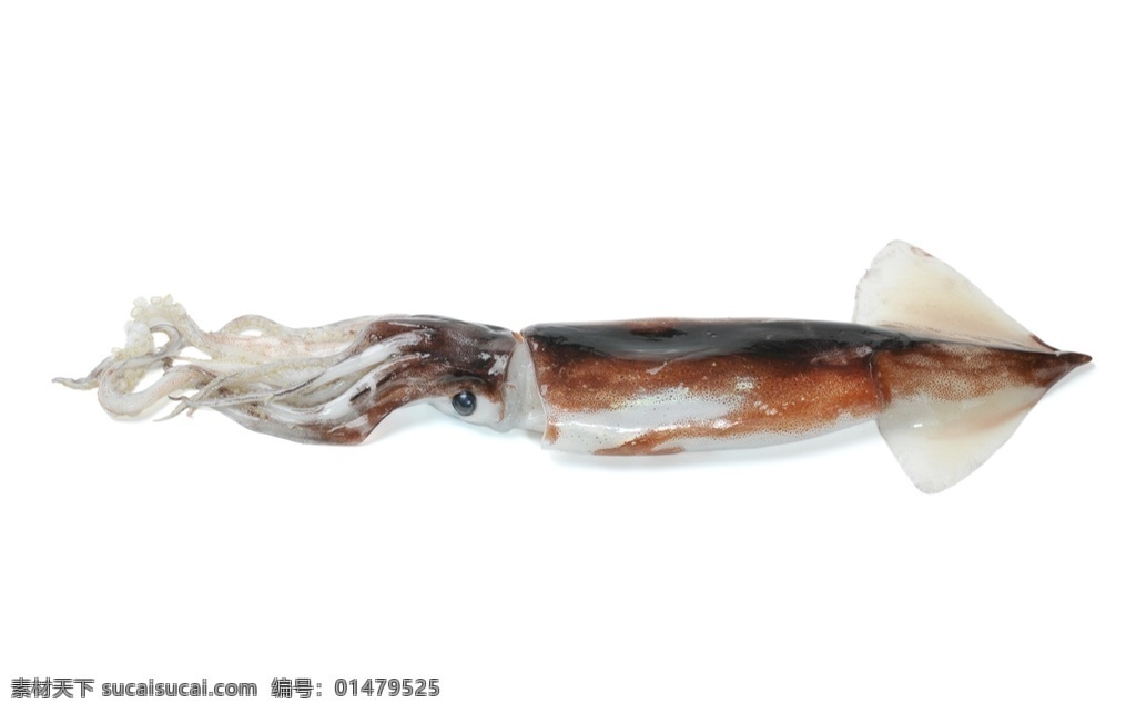 乌贼 海鲜 乌鲗 花枝 墨斗鱼 墨鱼 鱼获 海鱼 海产品 水产品 生物世界 海洋生物