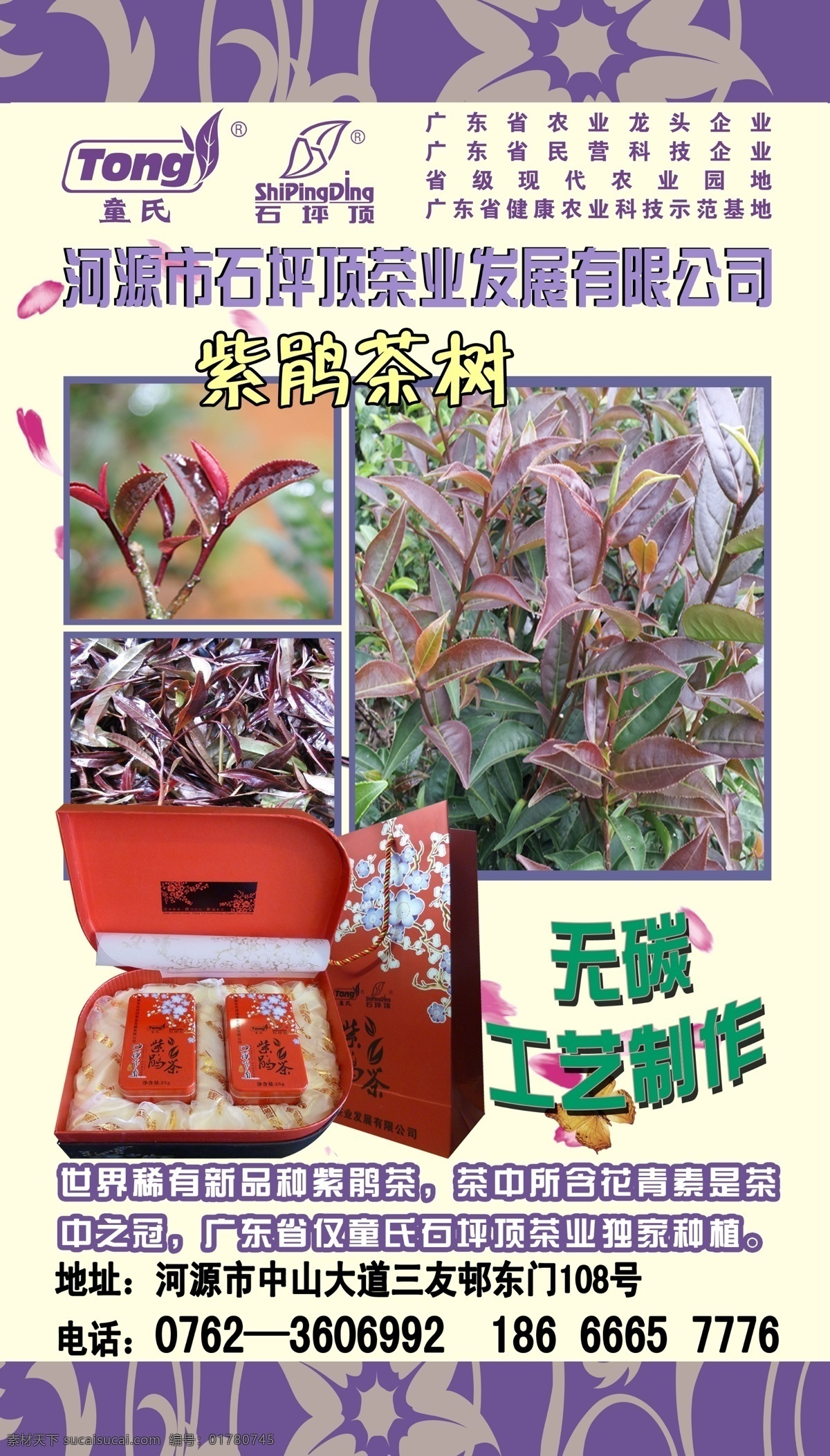 茶叶 广告设计模板 源文件 展板模板 展架 紫 鹃 茶 模板下载 紫鹃茶展架 紫鹃茶叶展架 紫鹃茶叶 紫鹃茶叶广告