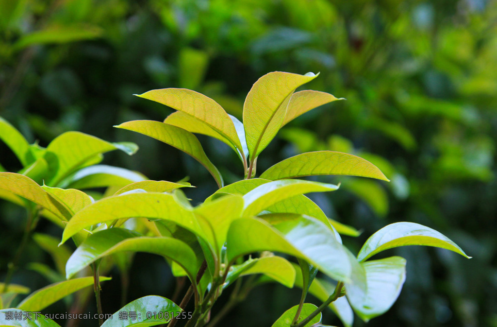 桂树 桂花树 新叶 新绿 景观树 特写 生物世界 树木树叶 黄色