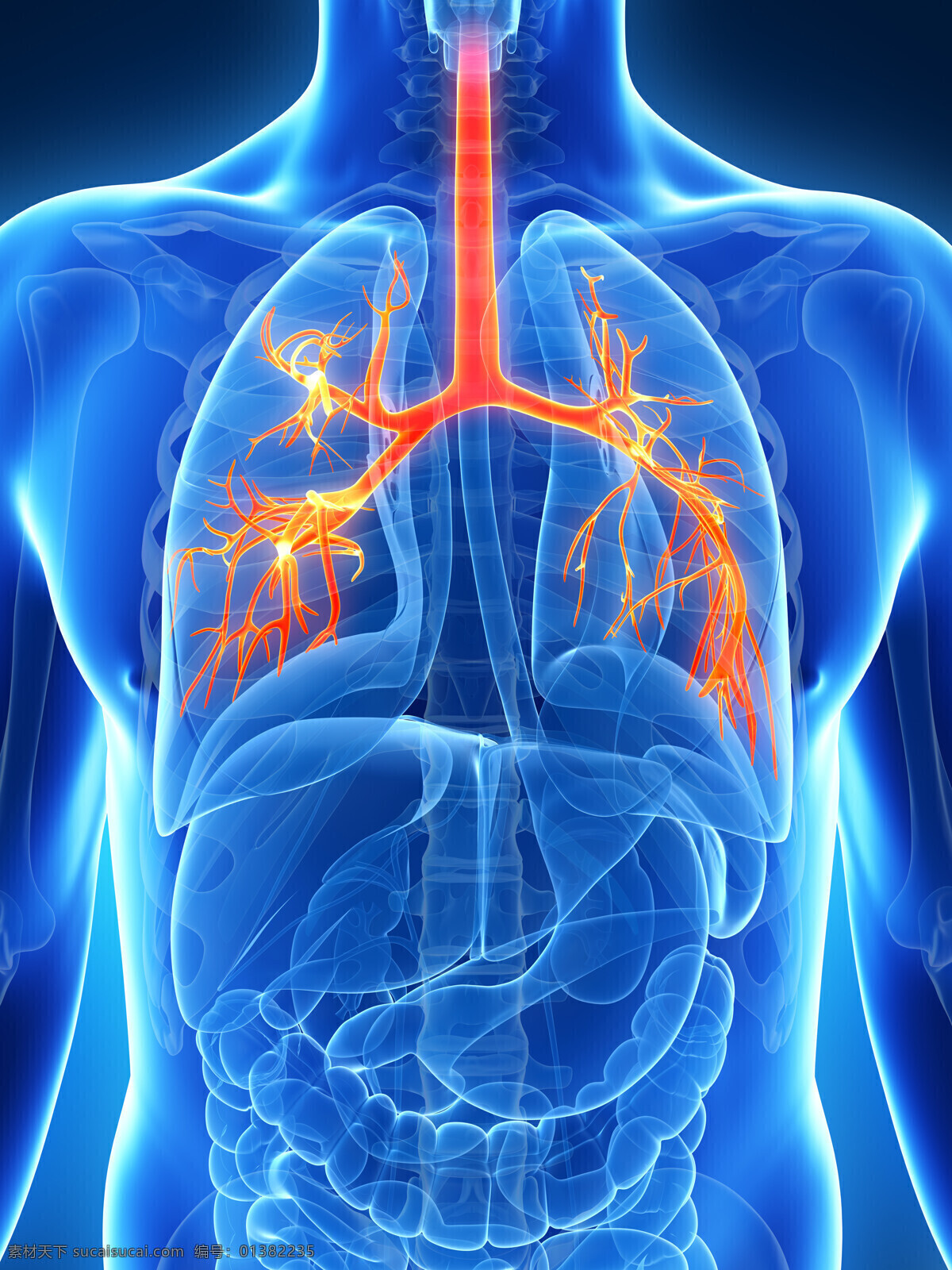 肺部 人体器官 人体 人体组织 人体结构 医学 医疗 科学 医疗护理 现代科技
