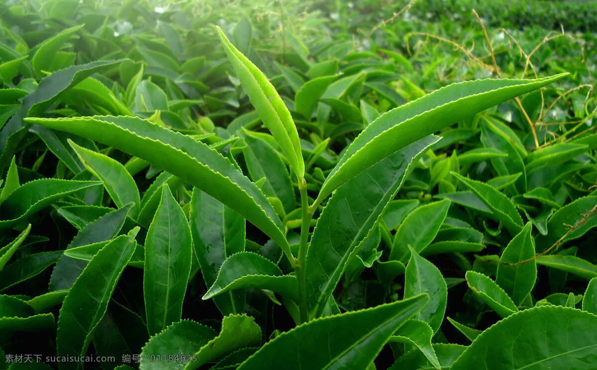绿色茶叶 植物 绿色 清新 茶叶 茶苗 生物世界 花草