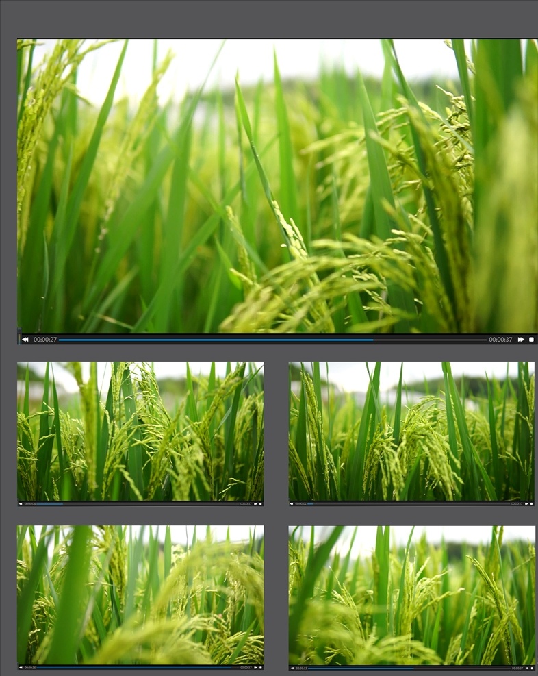 水稻 种植 稻穗 视频 拍摄 水稻种植 稻穗视频 稻子 优质水稻 有机水稻 健康水稻 天然水稻 多媒体 实拍视频 动物植物 mp4