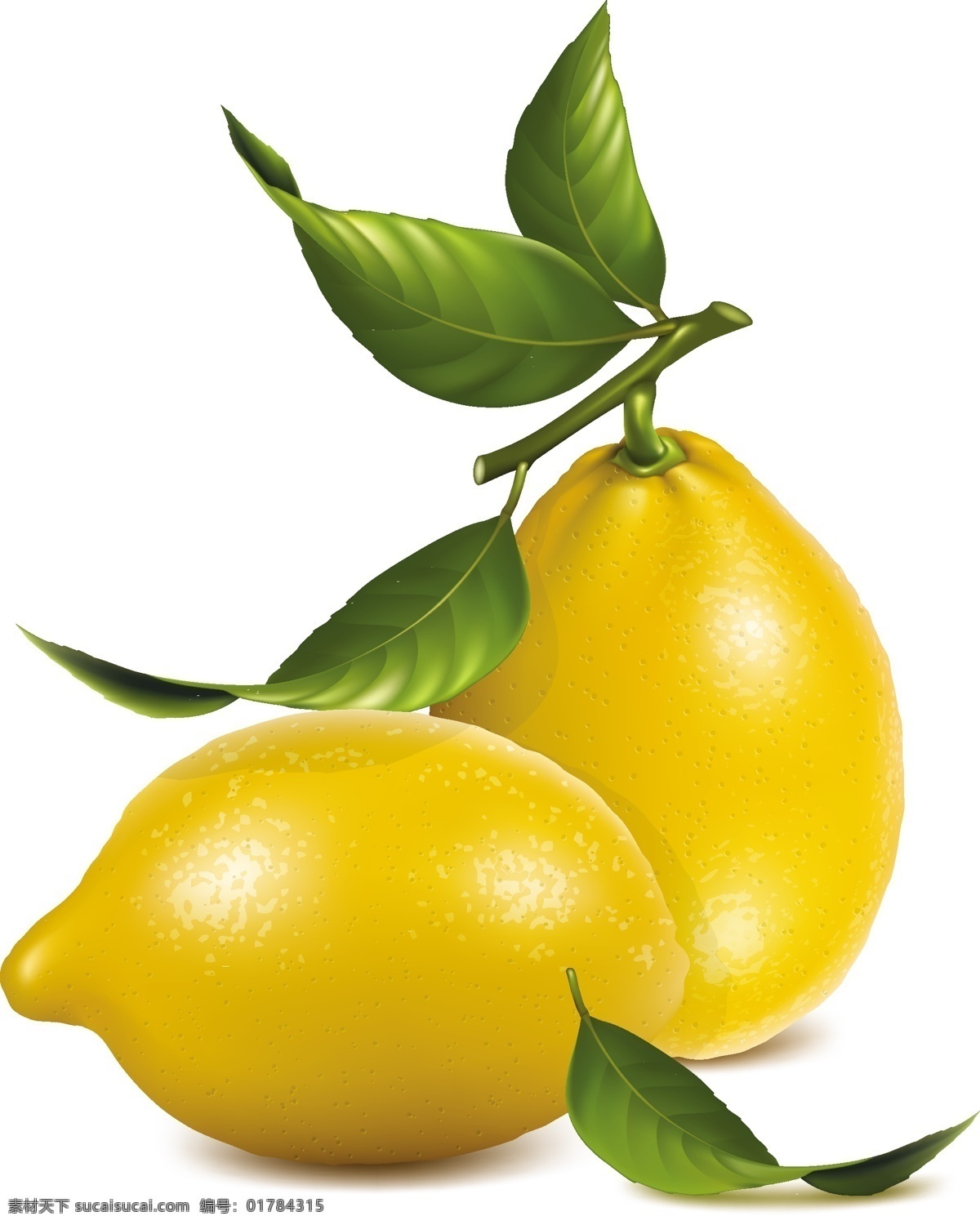柠檬 插图 矢量 柠檬插图矢量 柠檬插图素材 柠檬插图 柠檬矢量素材 柠檬矢量 柠檬素材 共享设计矢量 生物世界 水果