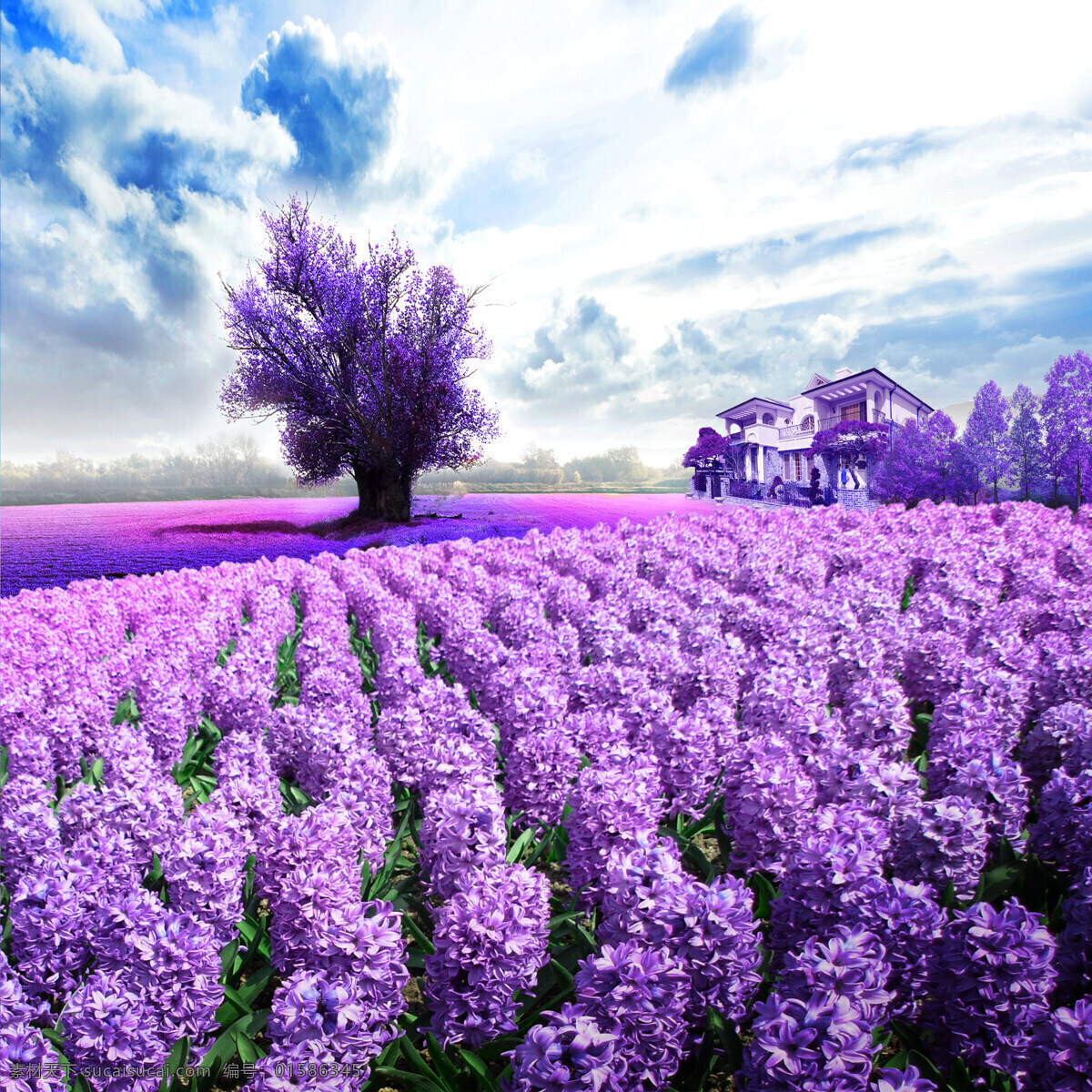 北欧 现代 熏衣草 装饰画 鲜花 树林 早晨阳光 紫色的花 夏季 花紫色 紫色 花园 公园 植物群 生物世界 花草 北欧现代简约