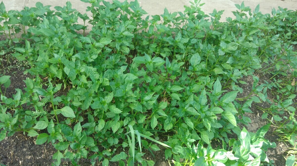 朝天椒 蔬菜 有机 绿色 无公害 有机蔬菜 健康 安全 营养 美味 食材 植物 生物世界