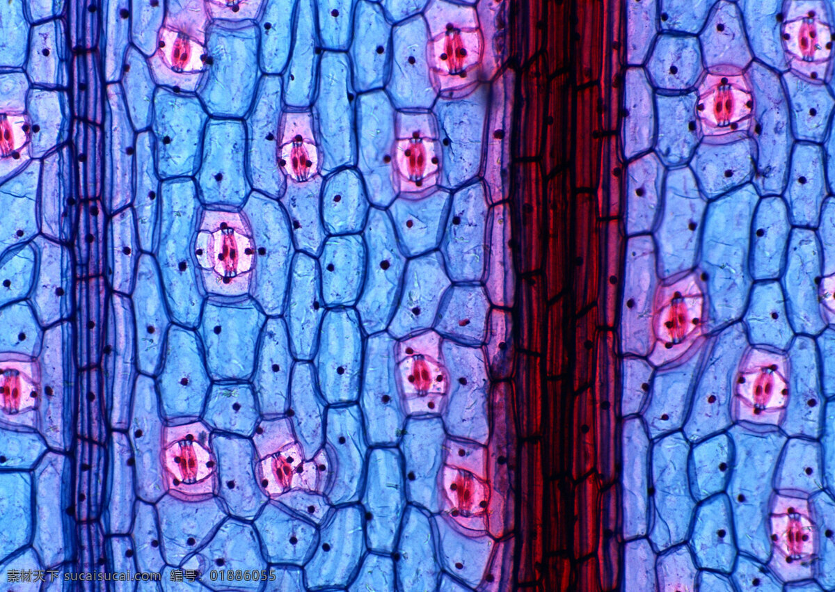 蓝色 网格 状 细胞 结晶 细胞结晶图片 微观世界 细胞单元