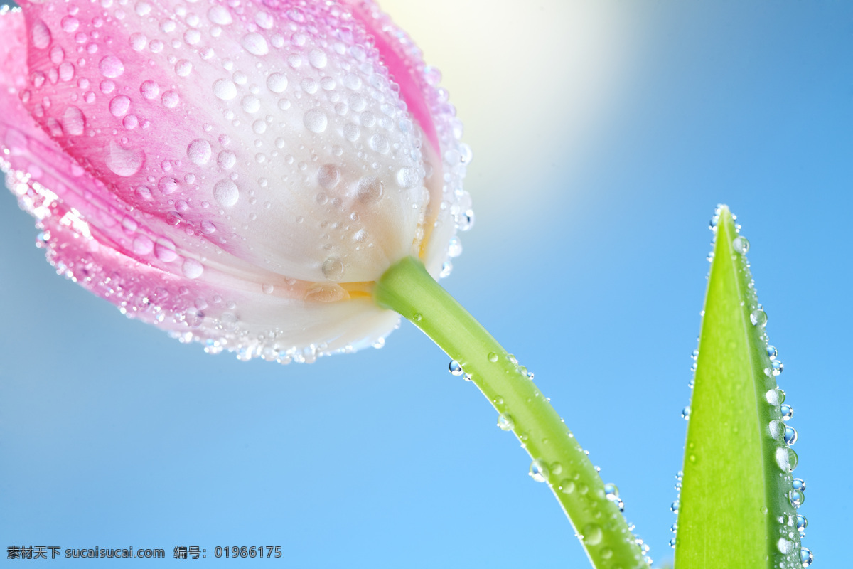 蓝天 下 郁金香 鲜花 花朵 鲜艳 露珠 水珠 蓝色背景 清爽 清新 特写 摄影图 高清图片 花草树木 生物世界