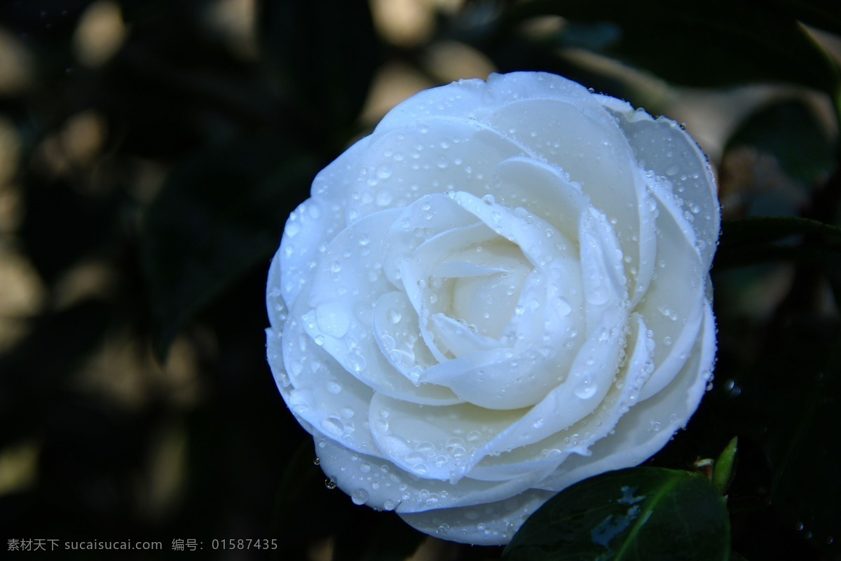高清 白色 山茶花 花卉 花朵 花 唯美