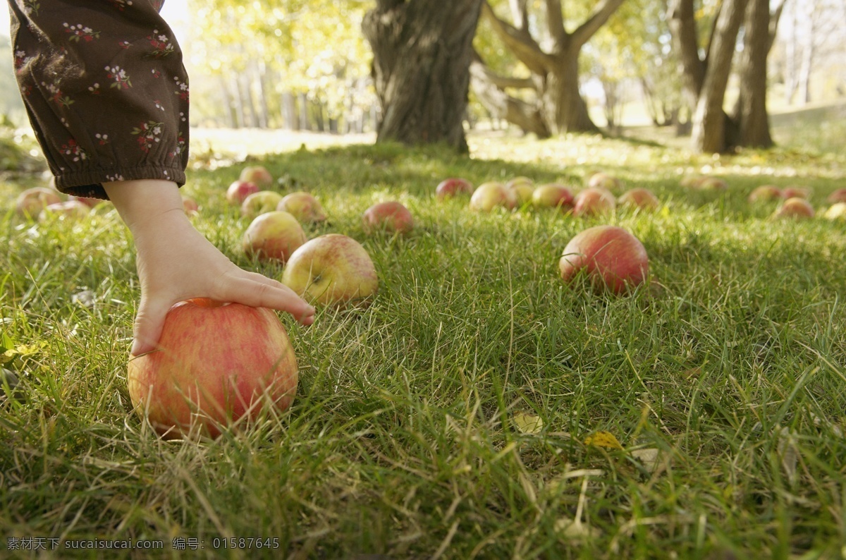 草地上的水果 草地 草 田野 自然 苹果 苹果摄影 苹果素材 水果 手势 水果蔬菜 餐饮美食 黑色