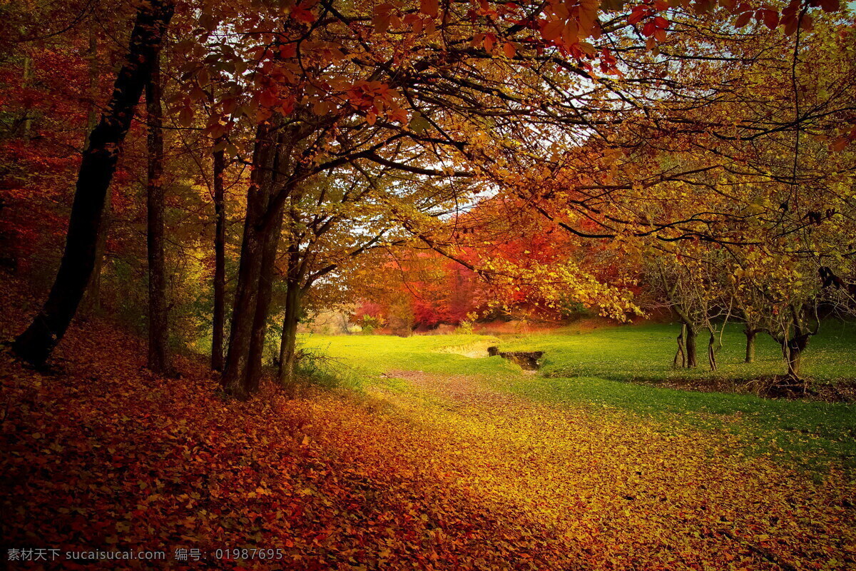 高清 秋天 树林 风景 秋天风光 树林风景 落叶 树木 树叶 叶子 黄叶 秋叶 自然风景图片