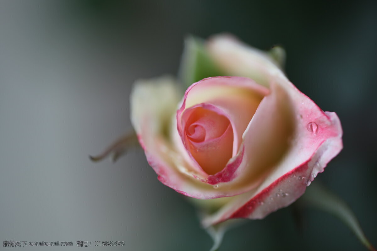 雨后月季花