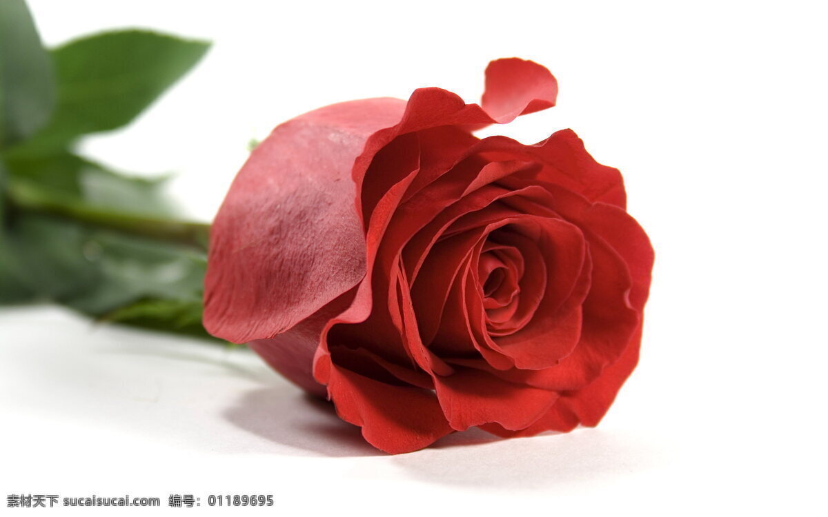 情人节 玫瑰花 花枝 花朵 红玫瑰 玫瑰