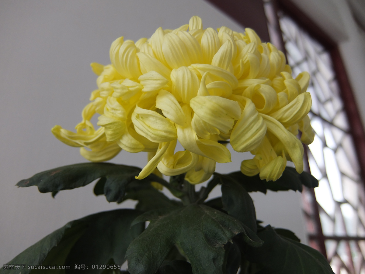 黄菊花 菊花球 盆栽菊 独本菊 北京市花 淡淡的爱 花卉 生物世界 花草 黑色