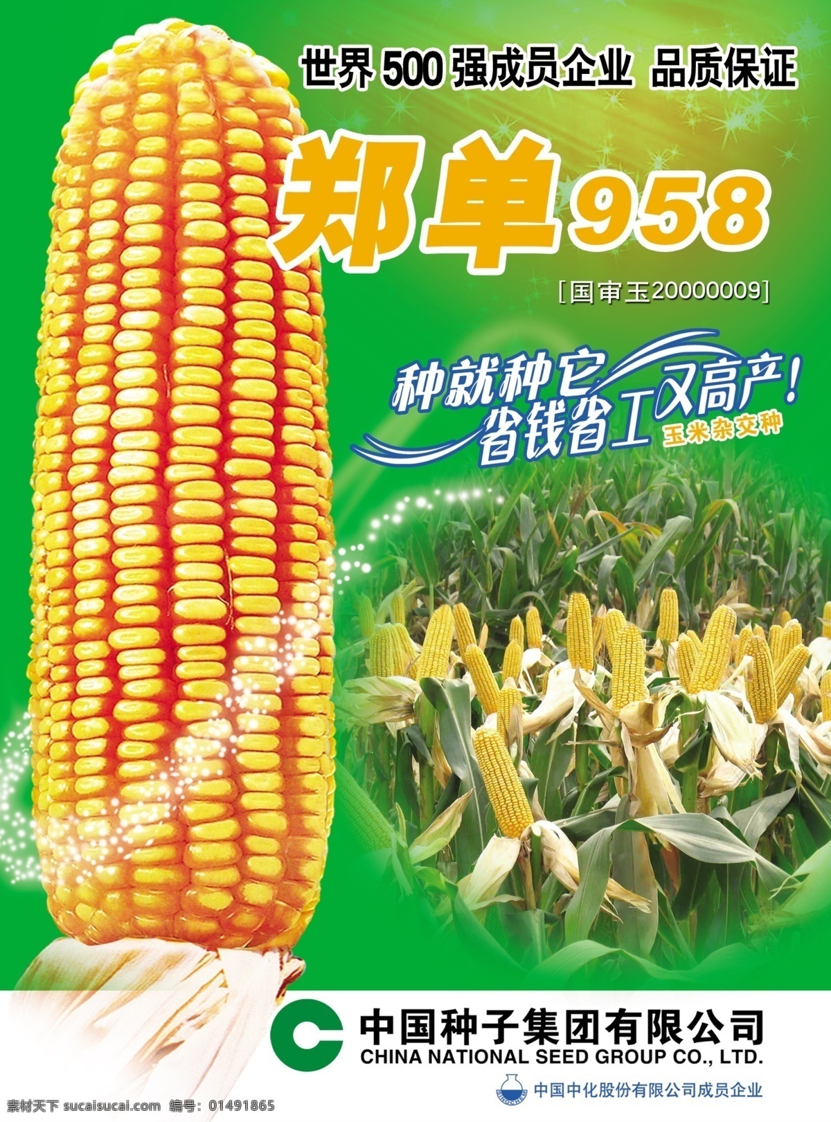 郑 单 玉米 宣传页 玉米棒 玉米田 分层 源文件