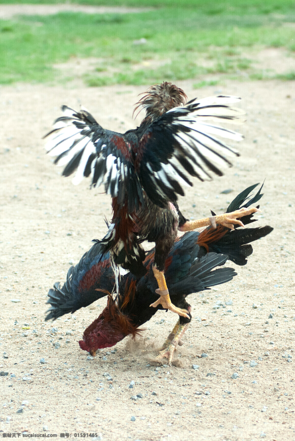 泰国斗鸡 公鸡 雄赳赳 泰国 家禽 战斗鸡 动物摄影 生物世界 家禽家畜