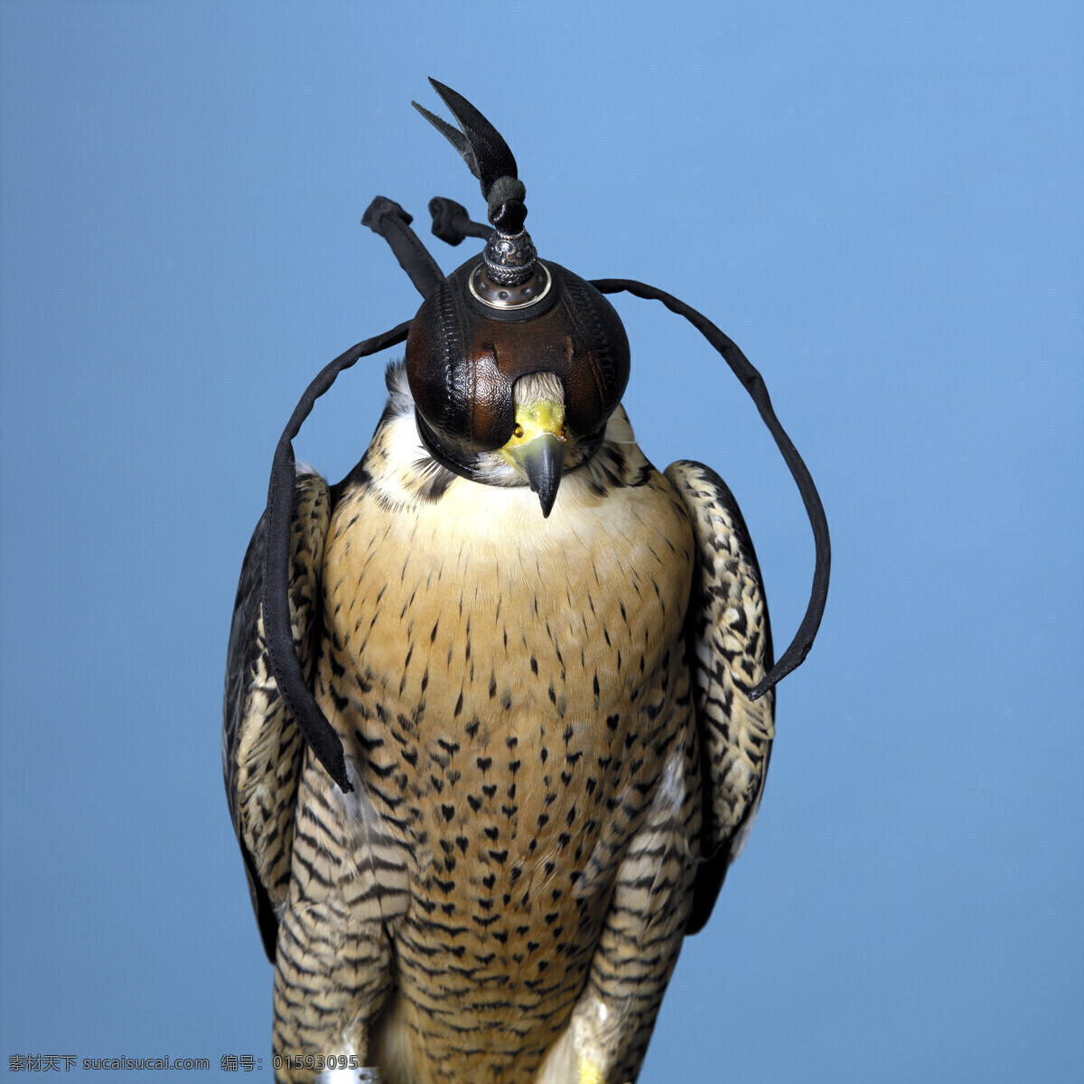 戴 头盔 老鹰 动物世界 飞禽 鸟禽 鸟类 雄鹰 摄影图 空中飞鸟 生物世界