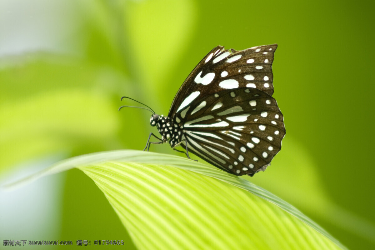 蝴蝶 飞舞 58 昆虫 摄影图 生物世界