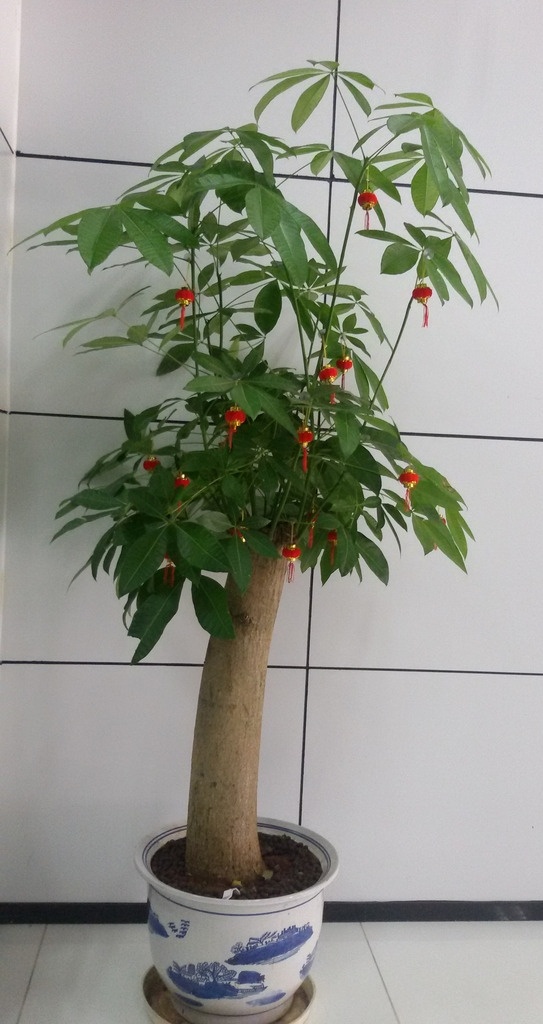 发财树 发财树摄影 植物盆栽 发财树盆栽 茂盛发财树 花 草 树木 生物世界 花草
