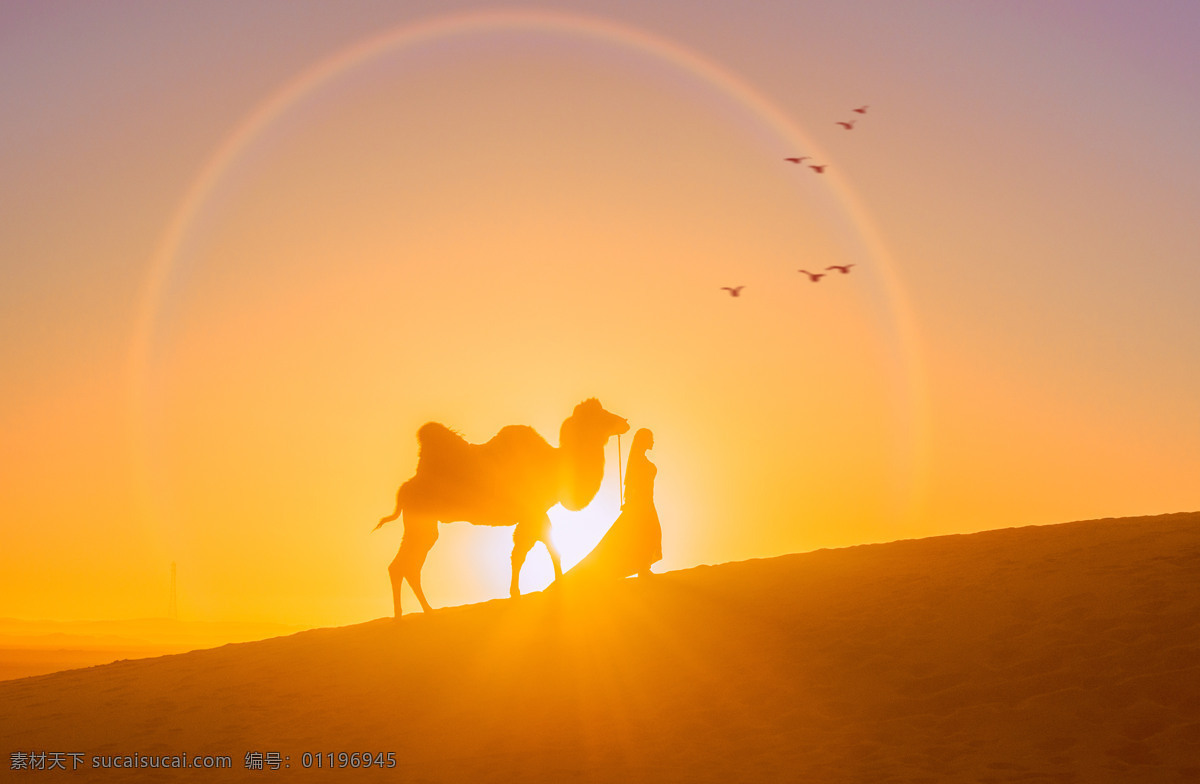 沙漠骆驼图片 丝绸之路 沙漠 辽阔 风景 敦煌 秋天 沙漠风景 自然景观 自然风景