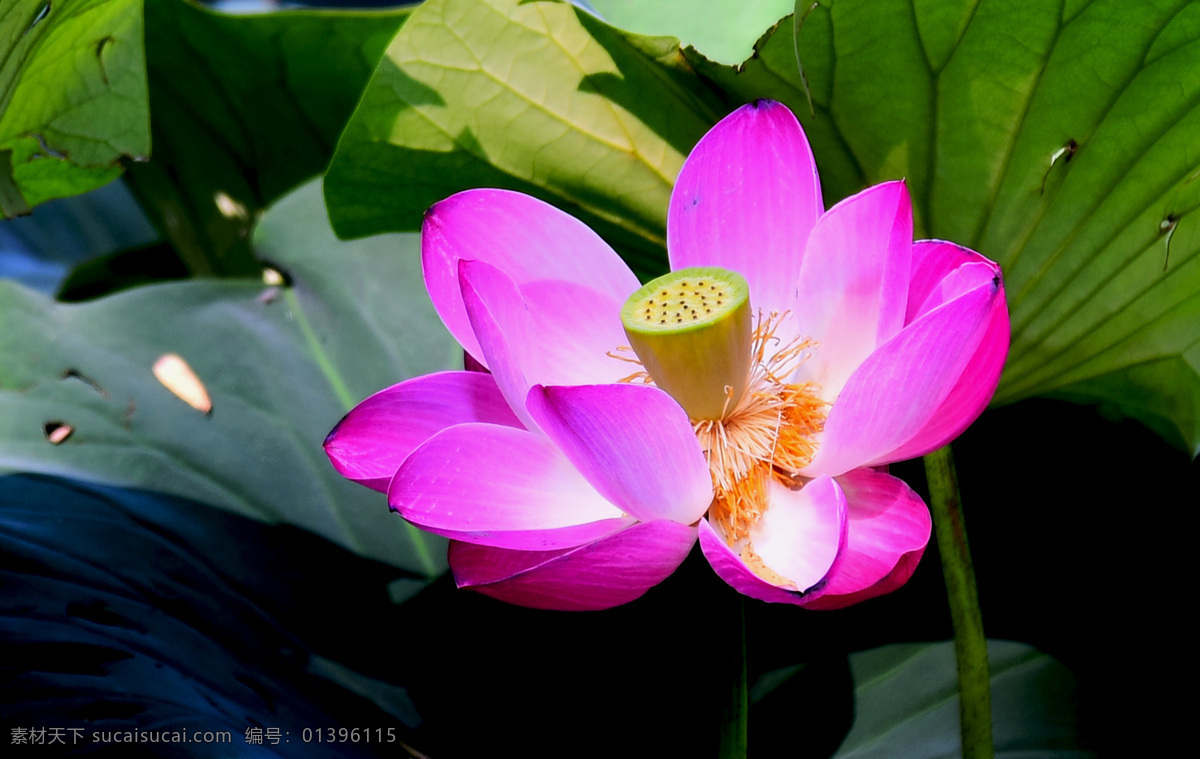 荷花 粉色 花草 花卉 花朵 绿叶 生物世界 花卉摄影