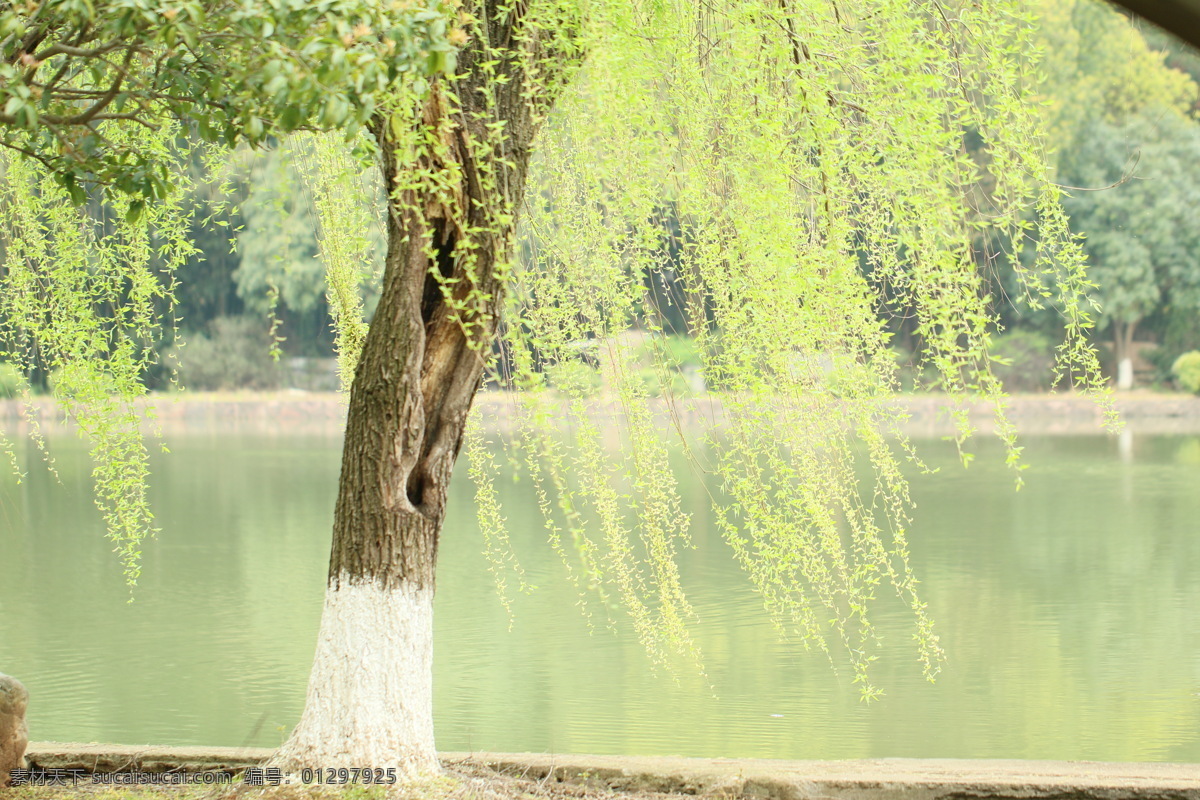 杨柳树 树 花 风景 花瓣 美景 旅游摄影 自然风景