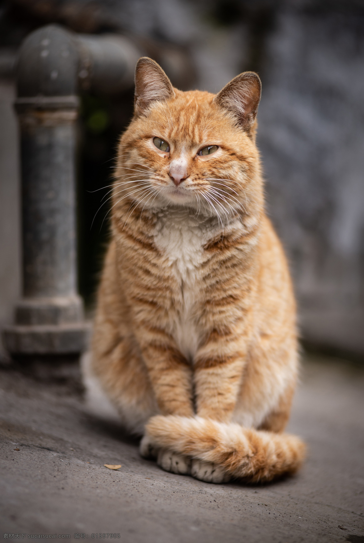 动物 小动物 宠物 高清图 可爱 黄色 橘猫 猫咪 孤独 流浪 中华田园猫 土猫 野猫 生物世界 家禽家畜