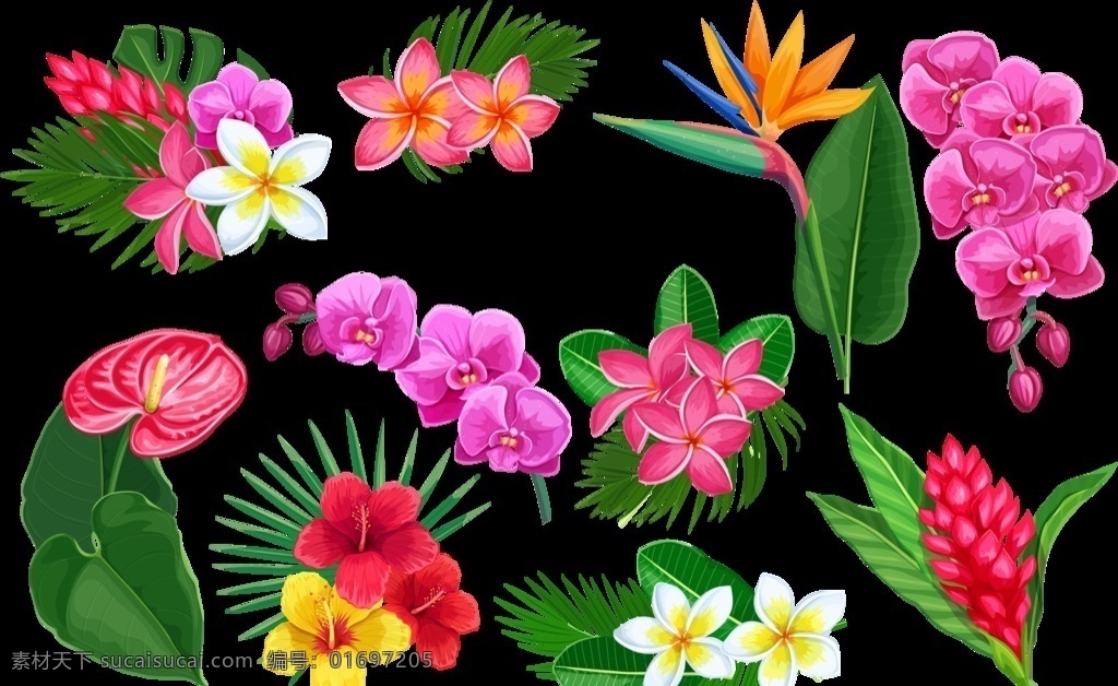 热带花 热带花朵 手绘花 手绘热带花 热带植物花朵