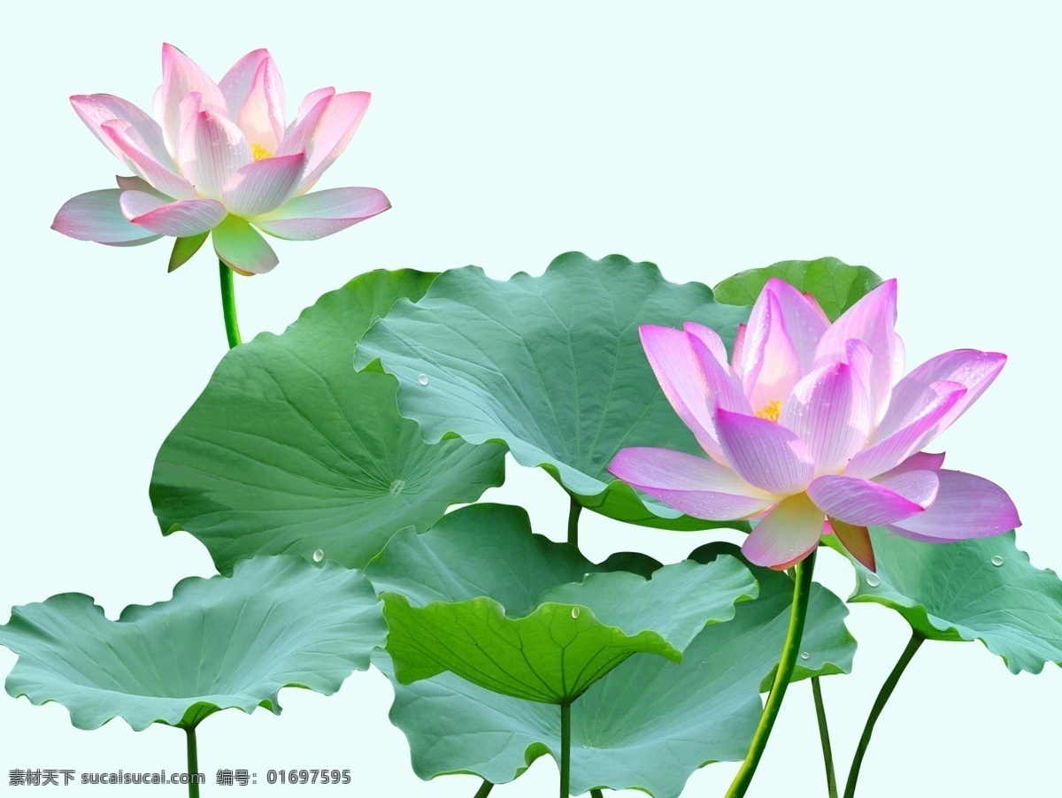 荷花 国画荷花 荷花国画 荷花图 高清荷花 中国画荷花 爱莲说 荷花摄影 荷花图片 精美荷花 荷花的图片 荷花壁纸 荷花照片 水墨荷花图 花 分层 psd源文件