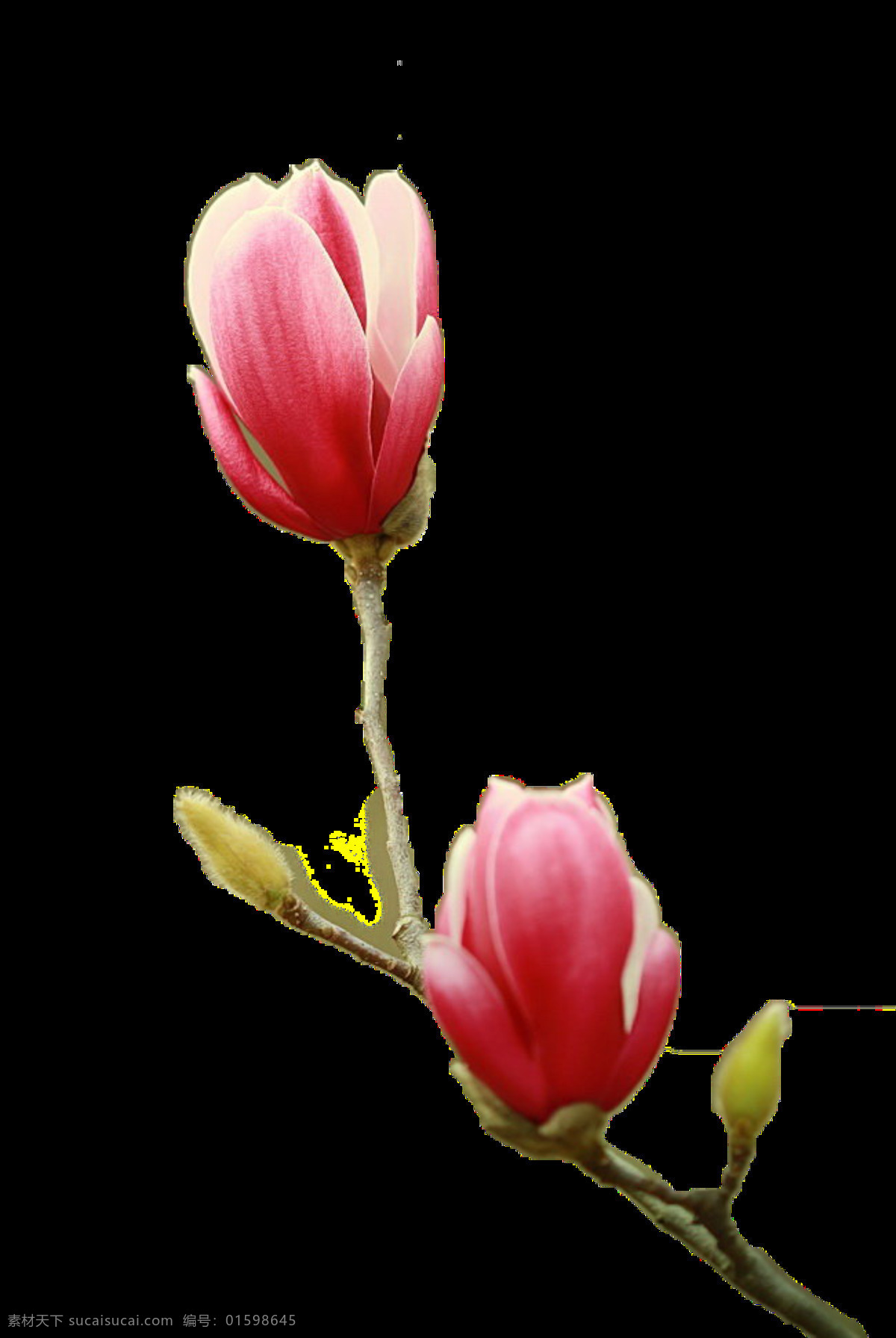 彩绘 粉红色 古典风格 古典元素 花苞 花朵 免扣 装饰元素 免 扣 元素