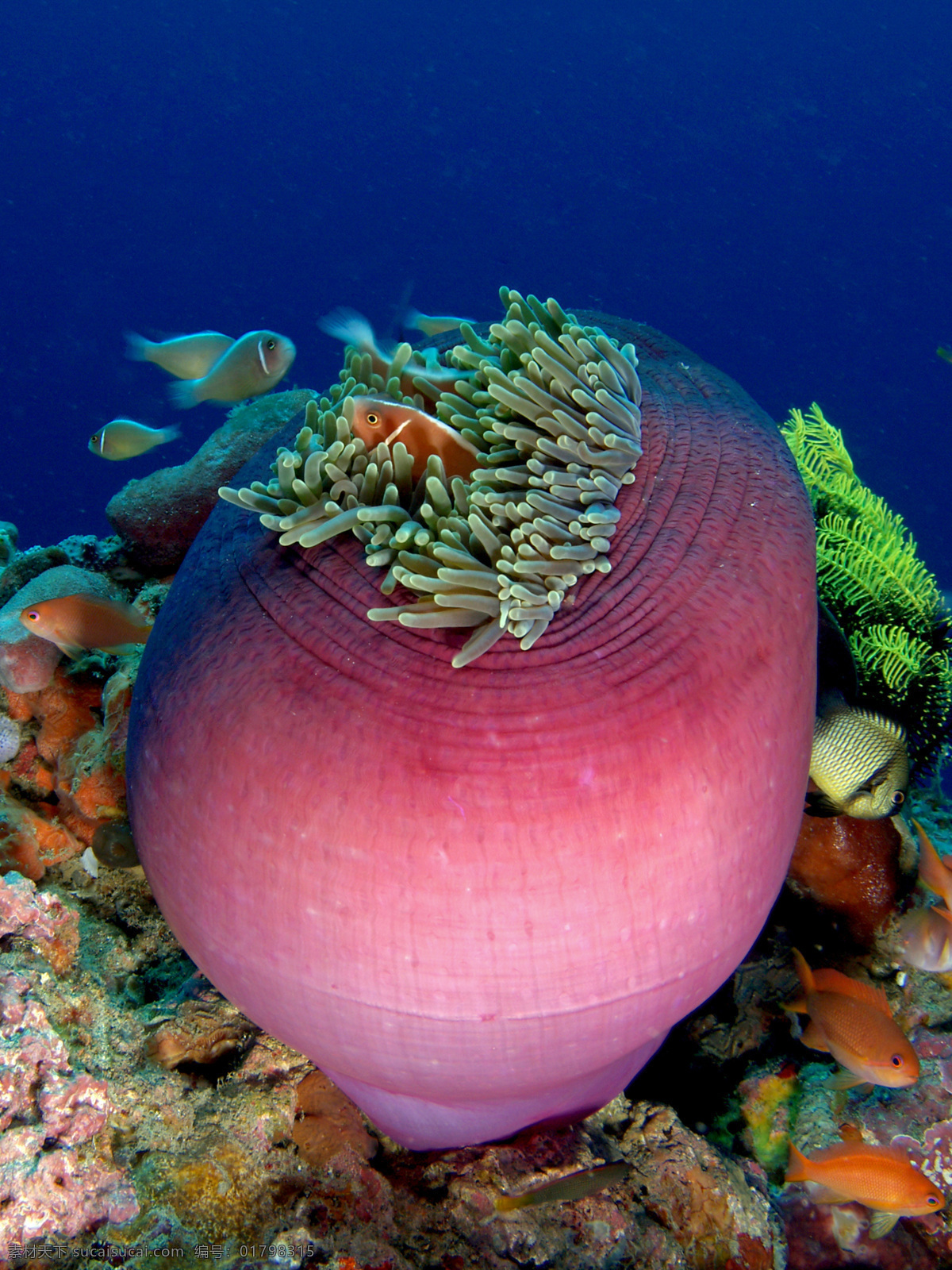 海洋生物 海底世界 海洋 礁石 生物世界 鱼 鱼类 珊蝴礁石 珊蝴 海底景色