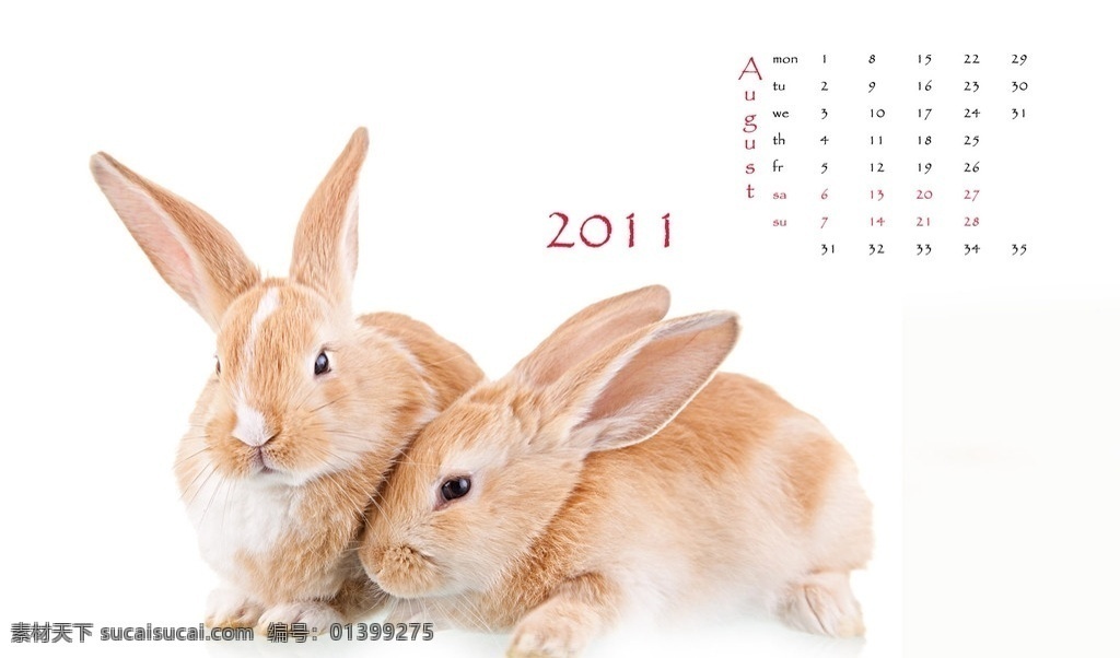 2011 兔年 挂历 八月 棕毛兔子 生活百科