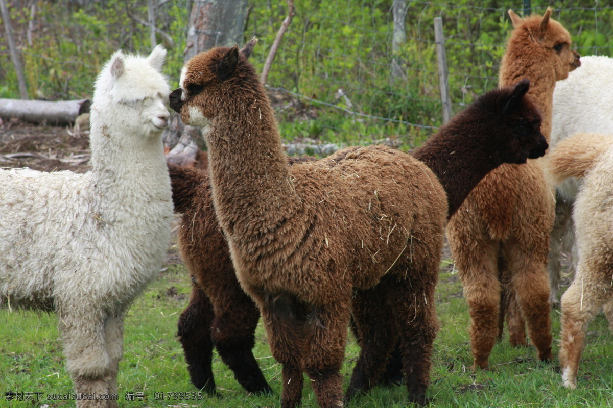 羊驼 阿尔帕卡 alpaca 羊驼绒 羊驼绒纱 南美洲 秘鲁 智利 高原山区 动物 野生动物 生物世界