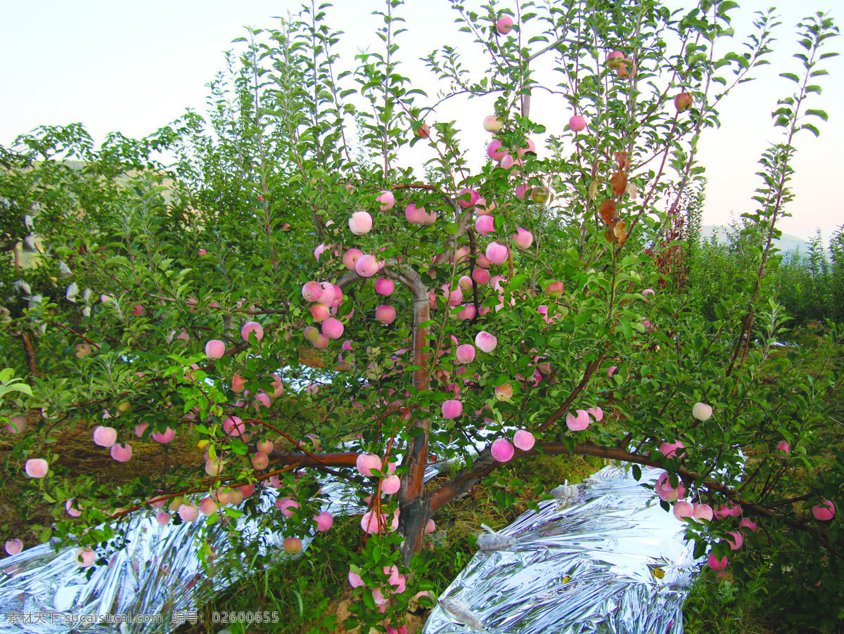 苹果树 红苹果 果子 果树 灵宝苹果 红富士 苹果特写 成熟果树 满树苹果 苹果示范园 生物世界 水果 摄影图库