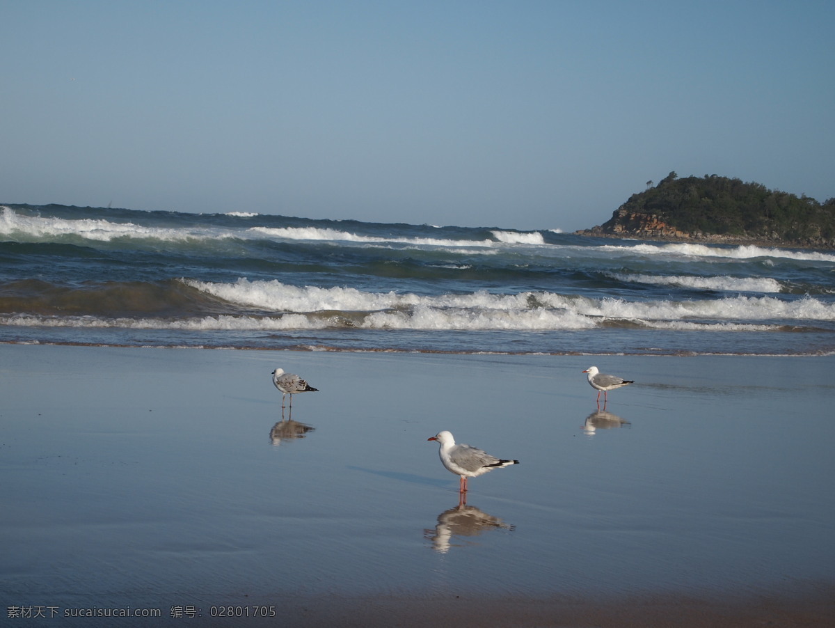 贼鸥 海 海鸟 海鸥 海滩 鸟 生物世界 野生动物 seagull