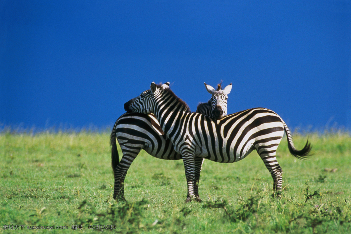 非洲草原 斑马 非洲草原斑马 非洲 草原斑马 自然景观 自然风景
