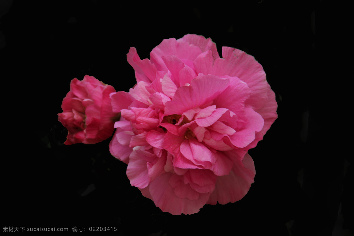 位图免费下载 服装图案 高清 花朵 位图 植物 写实花卉 面料图库 服装设计 图案花型